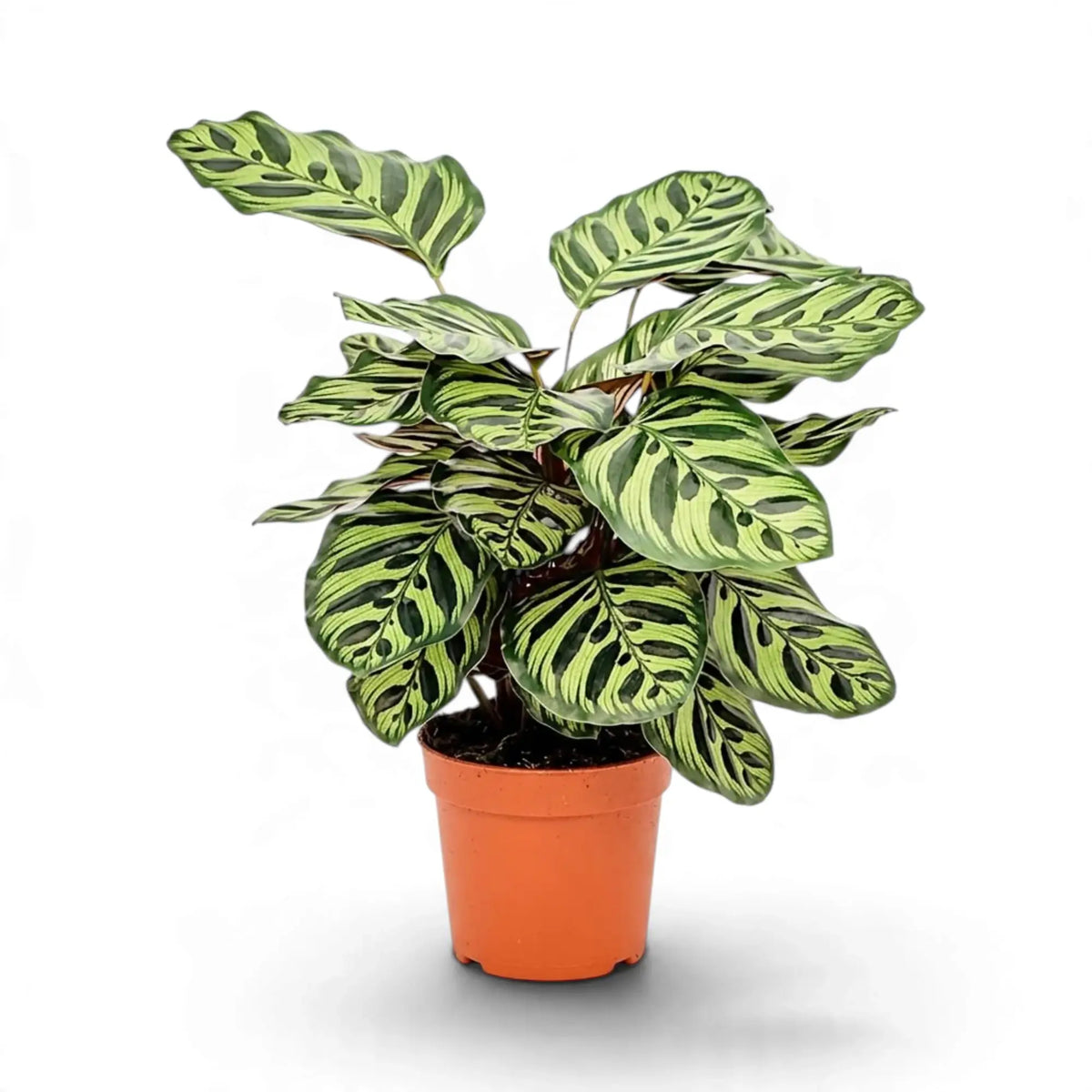Goeppertia makoyana in an orange pot with pale leaves and dark green markings