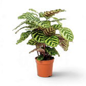Potted Goeppertia makoyana with dark-banded leaves and burgundy backs