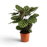 Goeppertia makoyana in a pot with pale green leaves and dark oval markings