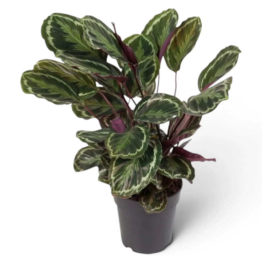 Extra-large Goeppertia 'Medallion' in a grey pot with broad green and silver-green leaves