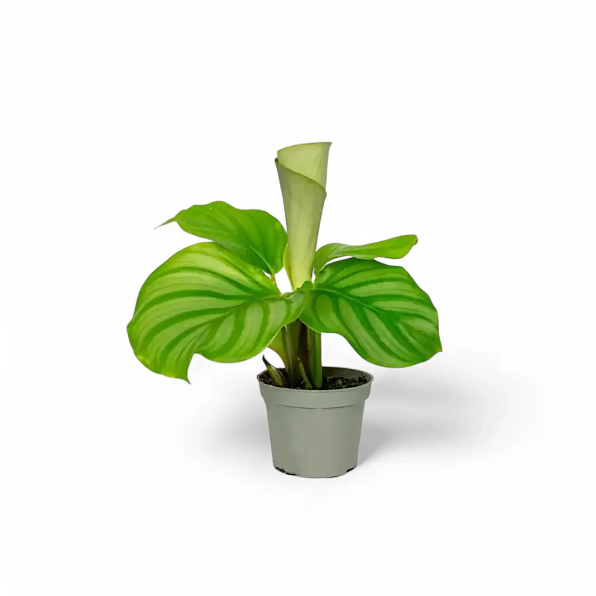 Goeppertia (Calathea) orbifolia plant in a nursery pot against a white background