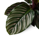 Single dark green Goeppertia ornata leaf marked with fine pink pinstripes