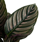 Close-up of pink pinstripes on a single dark green Goeppertia ornata leaf