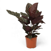 Large Goeppertia ornata in an orange pot showing burgundy leaf undersides