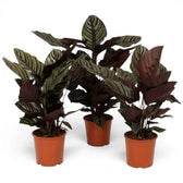 Three large Goeppertia ornata plants with striped leaves in nursery pots