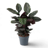 Large Goeppertia ornata with fine pink stripes in a grey nursery pot