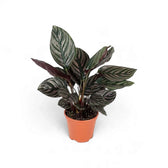 Medium potted Goeppertia ornata with pink pinstripes and burgundy leaf backs