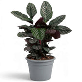 Extra-large Goeppertia ornata with pink-striped leaves in a grey nursery pot