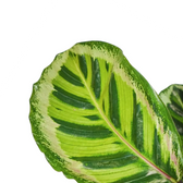 Goeppertia (Calathea) roseopicta 'Angela' leaf detail on white background.