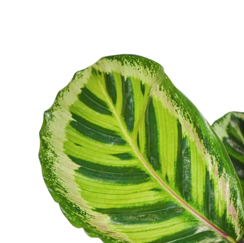 Goeppertia (Calathea) roseopicta 'Angela' leaf detail on white background.