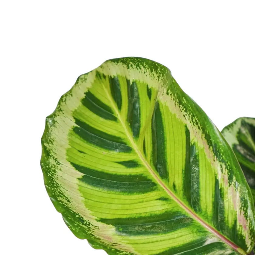 Nahaufnahme eines Blatts von Goeppertia (Calathea) roseopicta 'Angela' vor weißem Hintergrund.