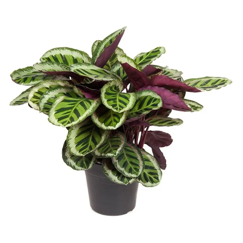 Goeppertia (Calathea) roseopicta 'Angela' potted plant in nursery pot on white background.