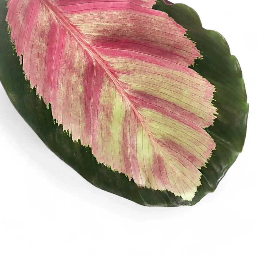 Nahaufnahme eines Blatts von Goeppertia (Calathea) roseopicta 'Silvia' vor weißem Hintergrund.