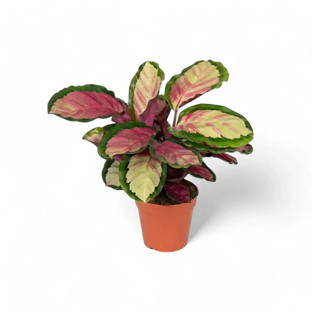 Goeppertia (Calathea) roseopicta 'Silvia' – Topfpflanze im Kulturtopf vor weißem Hintergrund, Produktfoto 2.
