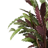 Goeppertia (Calathea) rufibarba close-up of leaf on white background.