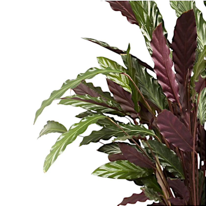 Nahaufnahme eines Blatts von Goeppertia (Calathea) rufibarba vor weißem Hintergrund.