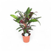 Goeppertia (Calathea) rufibarba potted plant in nursery pot on white background.