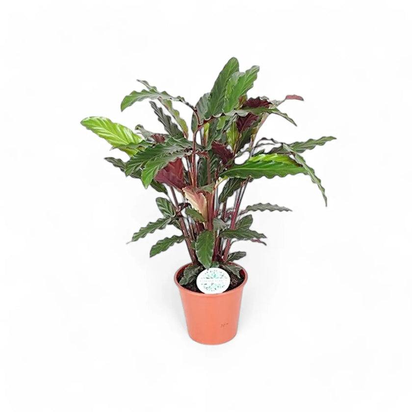 Goeppertia (Calathea) rufibarba – Nahaufnahme eines Blatts vor weißem Hintergrund.