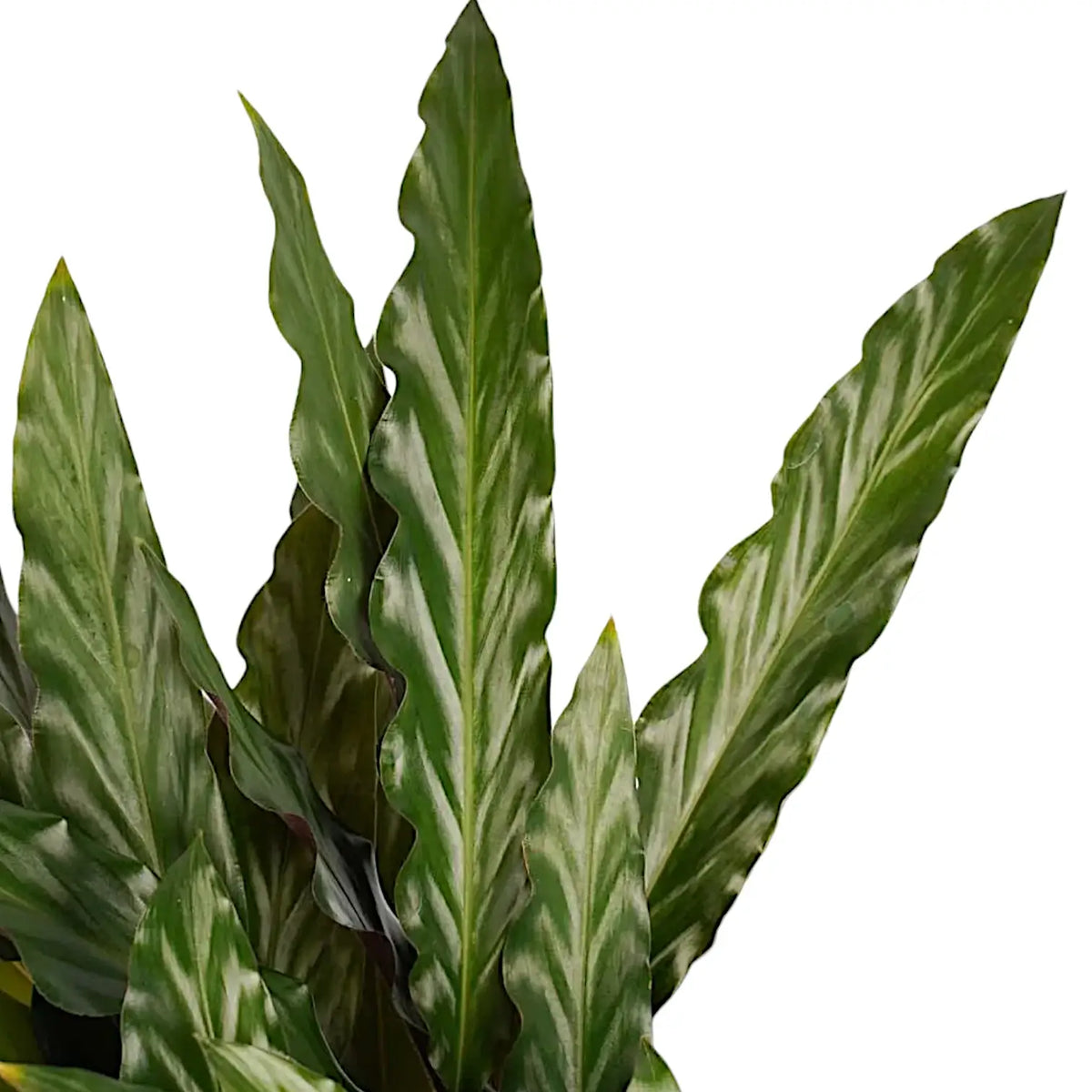 Goeppertia (Calathea) rufibarba 'Elgergrass' close-up of leaf on white background.