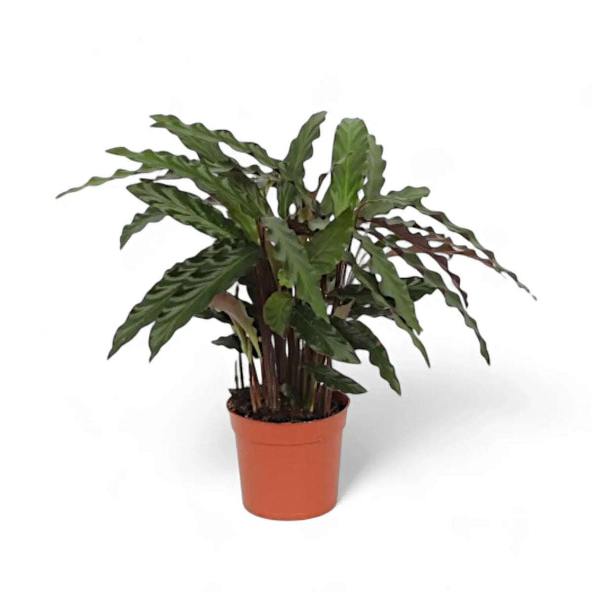 Goeppertia (Calathea) rufibarba 'Elgergrass' potted plant in nursery pot on white background.