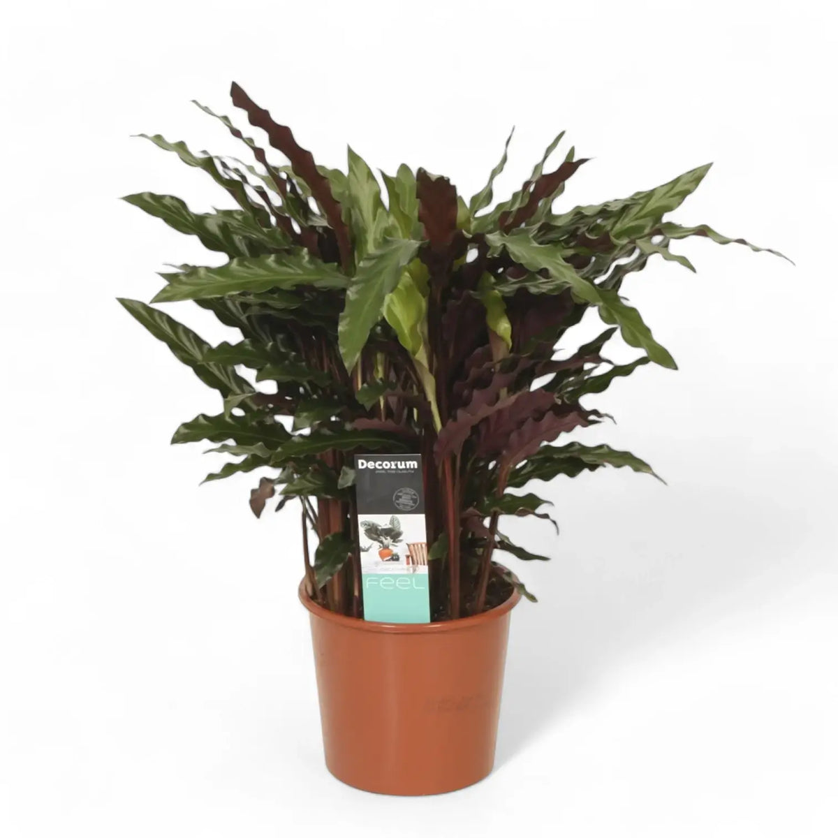 Goeppertia (Calathea) rufibarba 'Elgergrass' potted plant in nursery pot on white background.