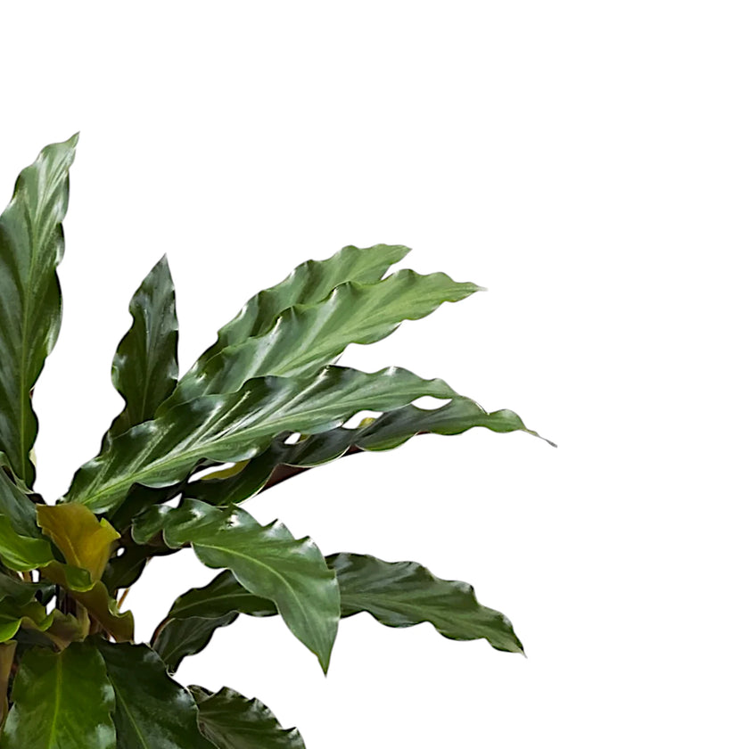 Goeppertia (Calathea) rufibarba 'Tropistar' – Blattdetail vor weißem Hintergrund..