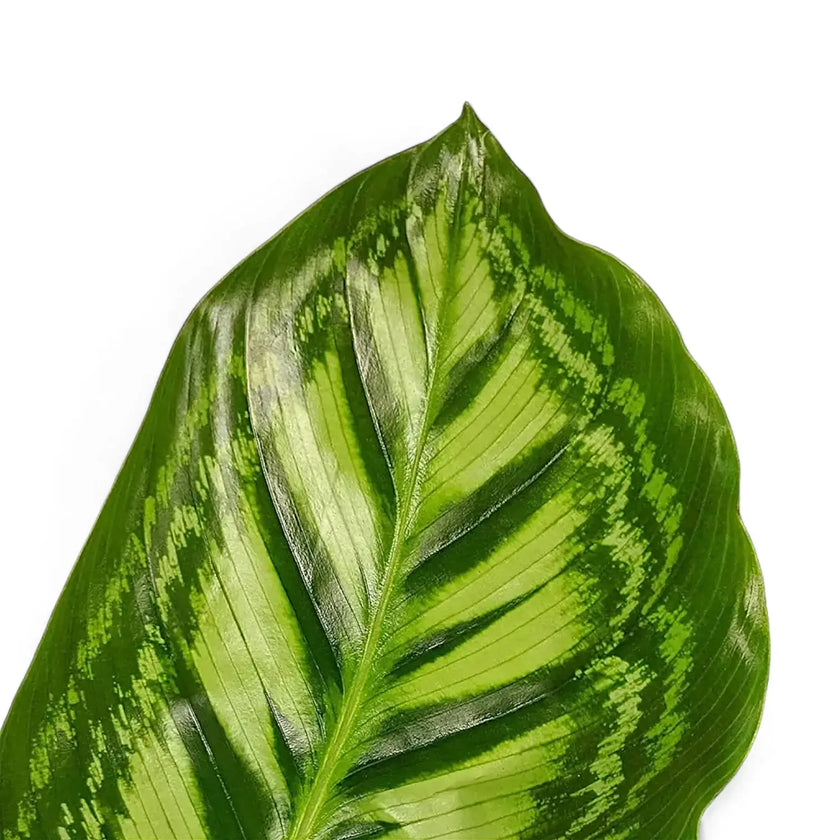 Goeppertia (Calathea) veitchiana 'Flamestar' – Blattdetail vor weißem Hintergrund..