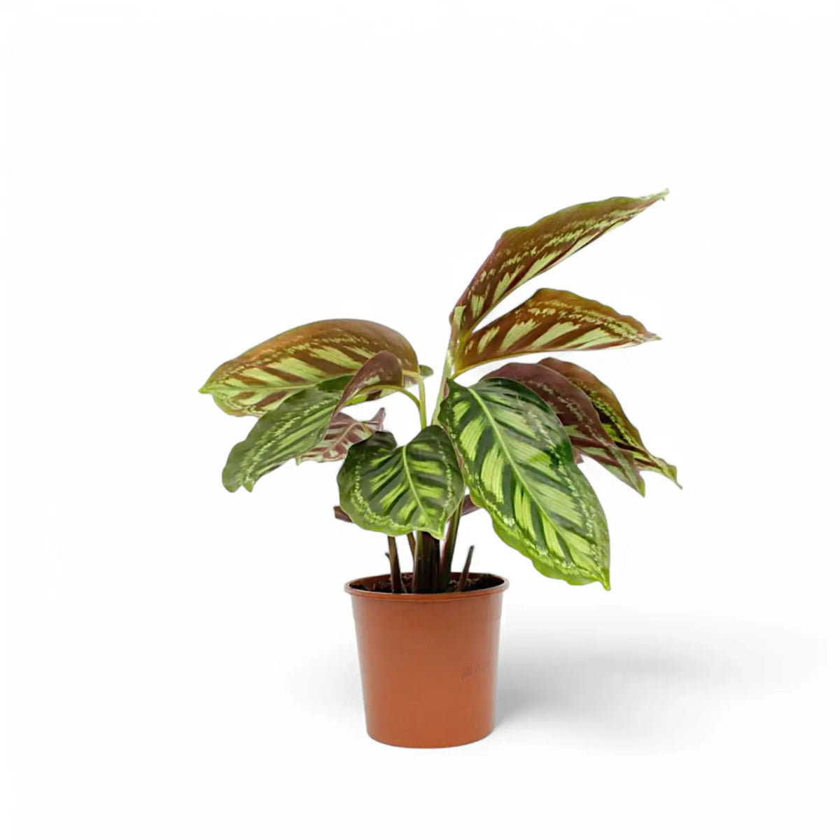 Goeppertia (Calathea) veitchiana 'Flamestar' – Zimmerpflanze im Kulturtopf auf weißem Hintergrund, Produktfoto 3.