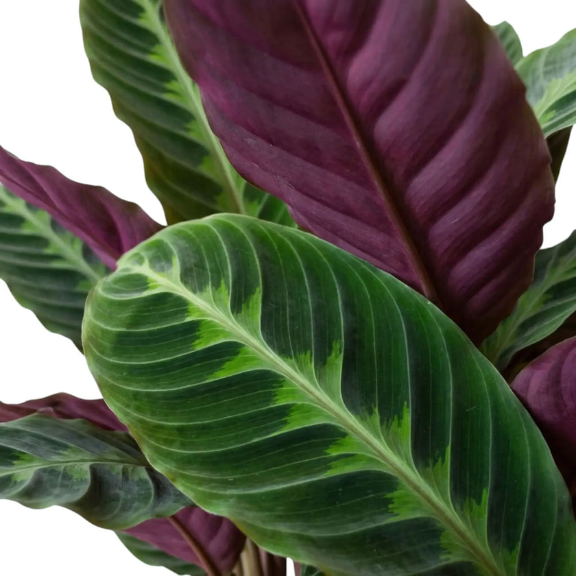 Velvety green Goeppertia warszewiczii leaf beside rich burgundy-purple leaf undersides