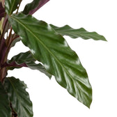 Goeppertia 'Wavestar' leaf with a rippled edge and glossy deep green surface