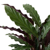 Close-up of wavy Goeppertia 'Wavestar' leaves with green fronts and purple backs