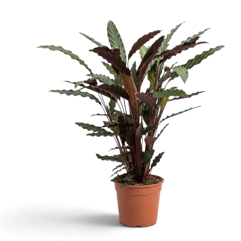 Tall Goeppertia 'Wavestar' in a terracotta pot with long wavy green and purple leaves