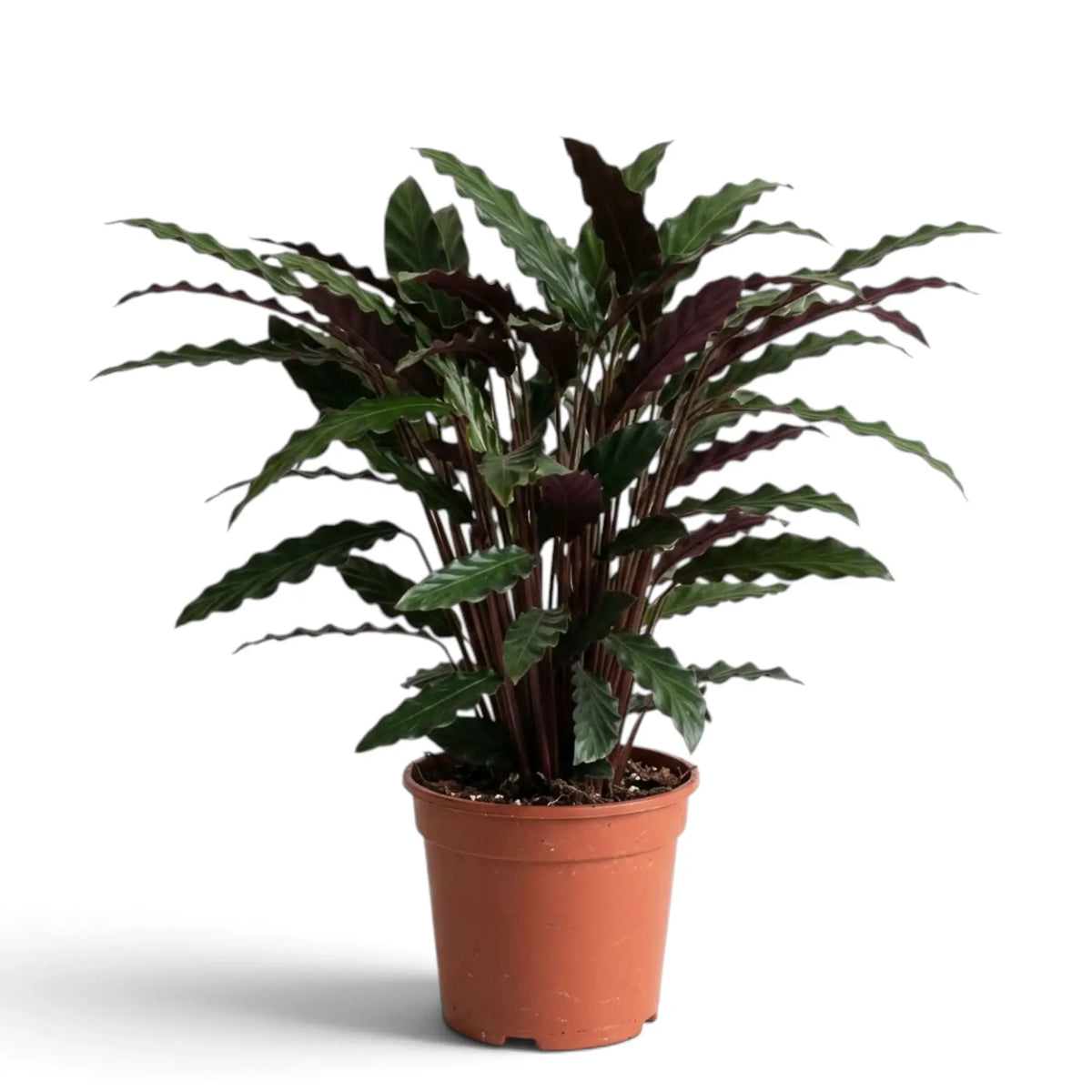 Full potted Goeppertia 'Wavestar' with a dense clump of narrow rippled leaves