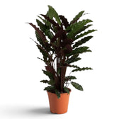 Goeppertia 'Wavestar' viewed from the side with upright stems and purple leaf backs