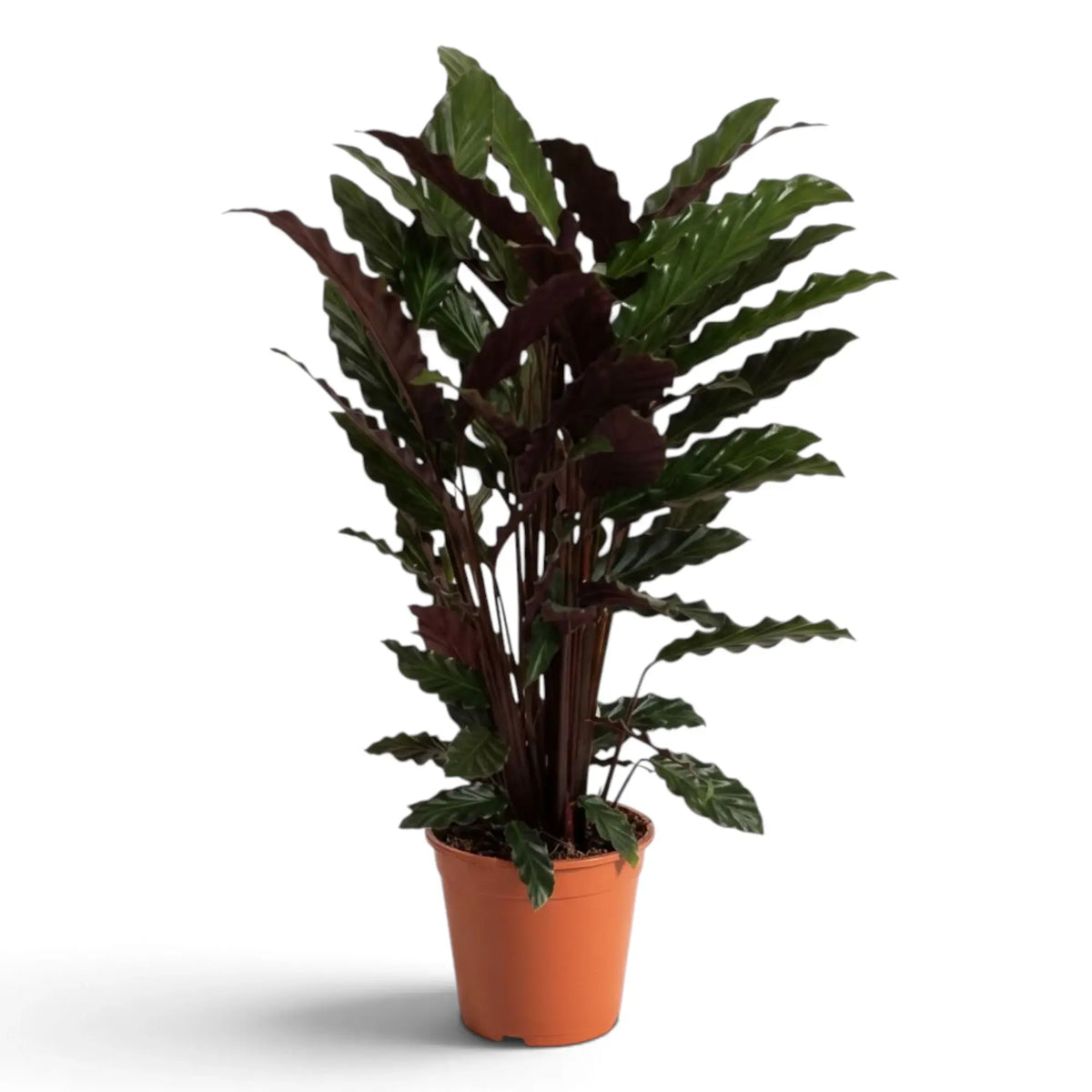 Goeppertia 'Wavestar' viewed from the side with upright stems and purple leaf backs