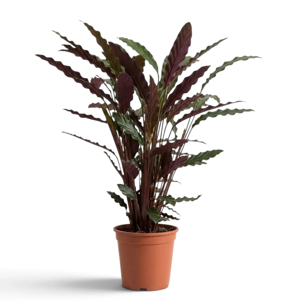 Potted Goeppertia 'Wavestar' showing slender stems and long wavy leaves