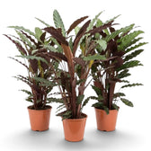 Three Goeppertia 'Wavestar' plants with long wavy leaves in terracotta pots