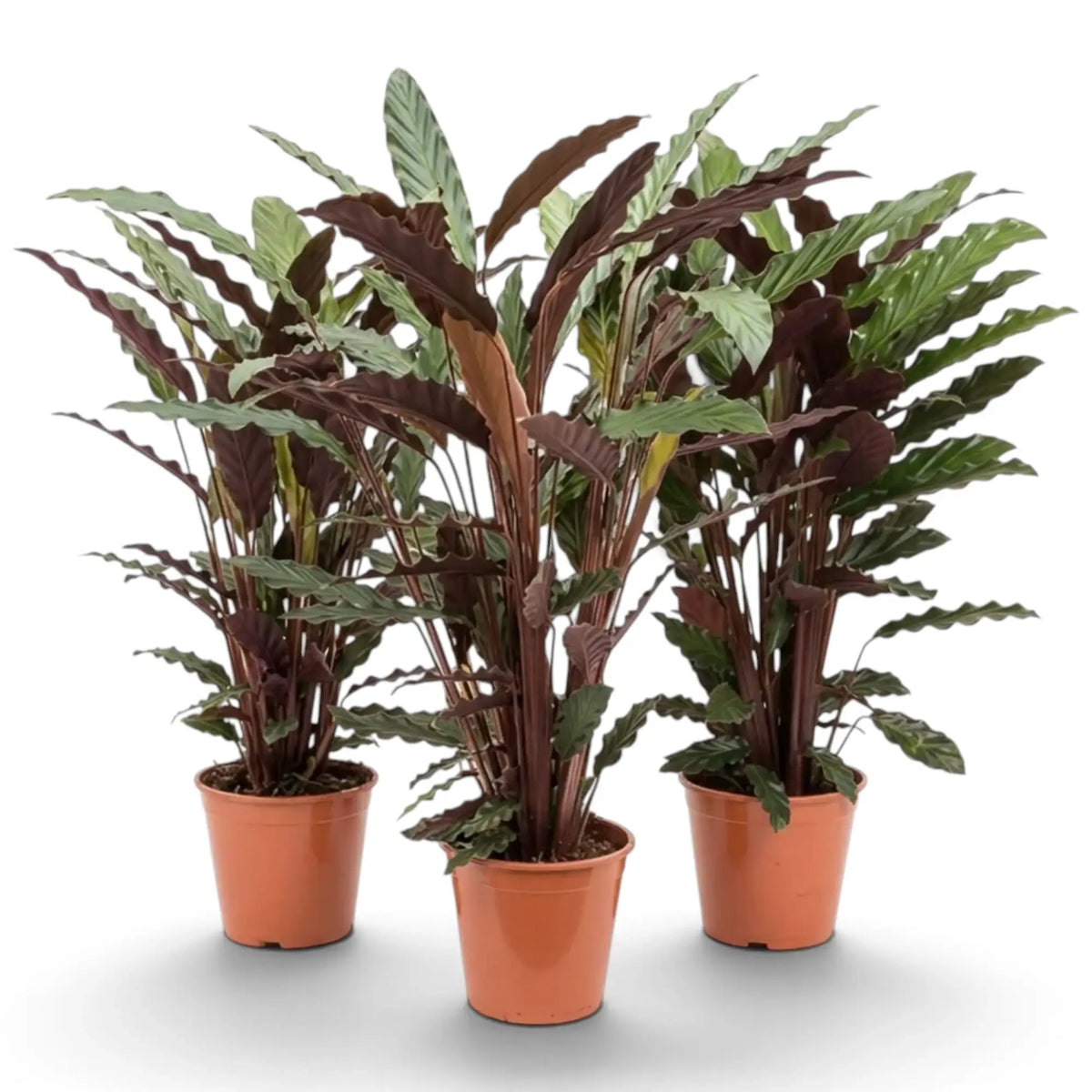 Three Goeppertia 'Wavestar' plants with long wavy leaves in terracotta pots