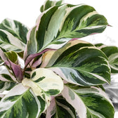 Close-up of Goeppertia ‘White Fusion’ foliage with white, green and lilac variegation