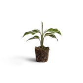 Small Goeppertia ‘White Fusion’ plug plant with an exposed root ball