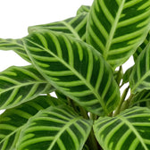 Goeppertia zebrina foliage close-up with broad light green bands radiating from the midribs