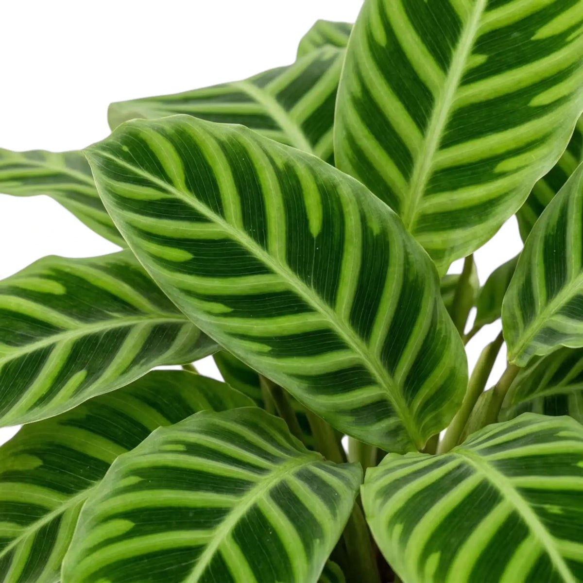 Goeppertia zebrina foliage close-up with broad light green bands radiating from the midribs