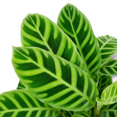 Goeppertia zebrina foliage close-up with overlapping bright green leaves and dark zebra bands