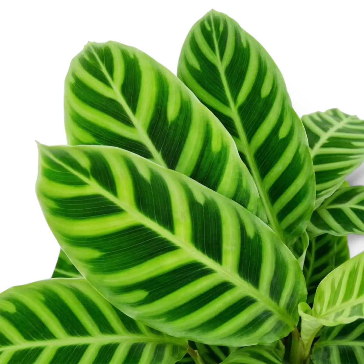 Goeppertia zebrina foliage close-up with overlapping bright green leaves and dark zebra bands