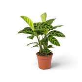 Goeppertia zebrina in an orange nursery pot with striped leaves and pale new foliage unfurling