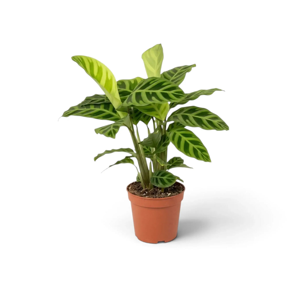 Goeppertia zebrina in an orange nursery pot with striped leaves and pale new foliage unfurling