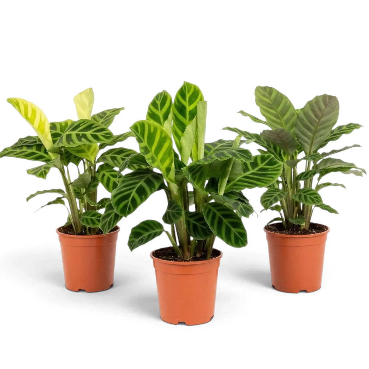 Three Goeppertia zebrina plants in orange nursery pots with broad green leaves marked by dark zebra stripes
