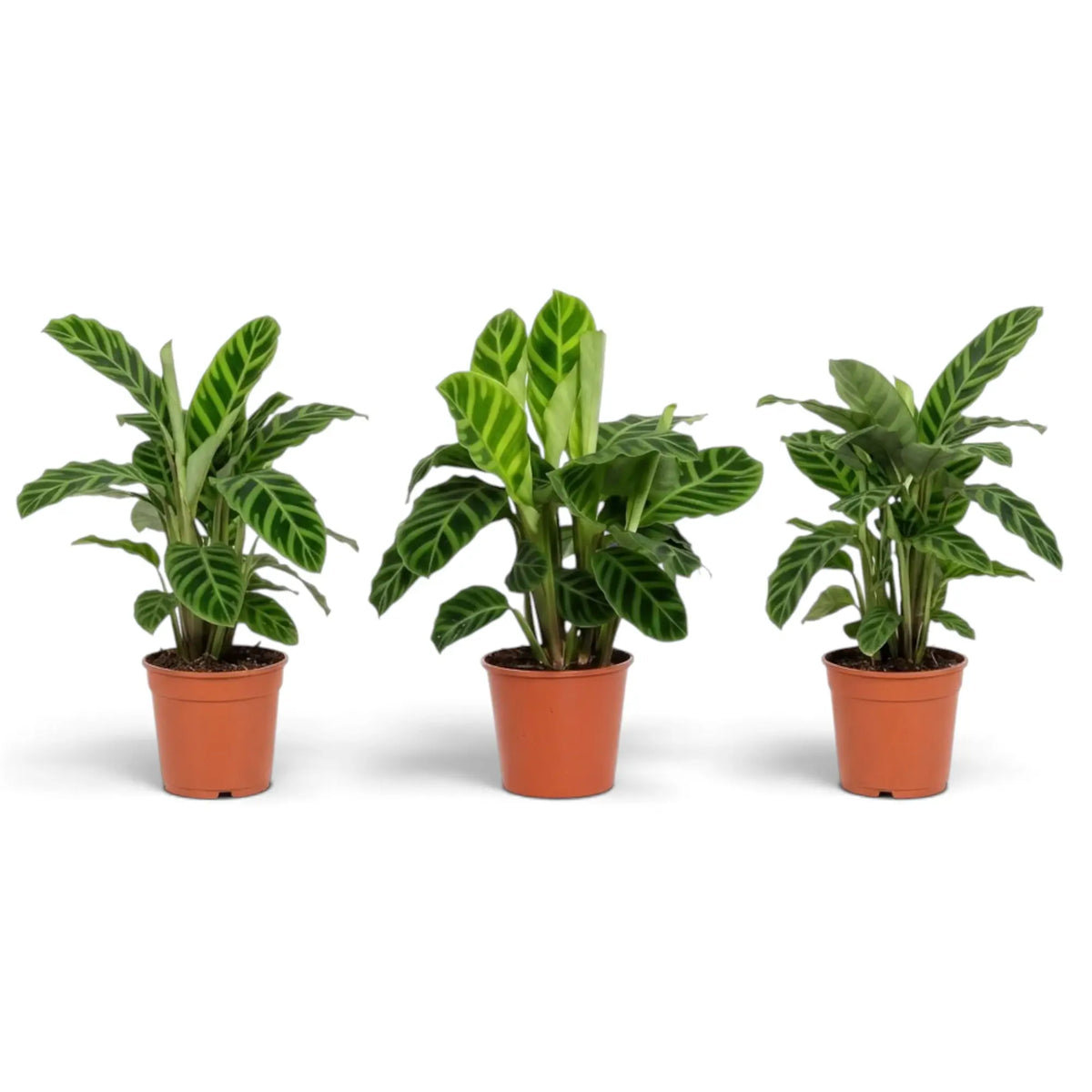Three Goeppertia zebrina plants side by side in orange nursery pots with striped green foliage