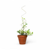 Golden Plant Stakes on white background.