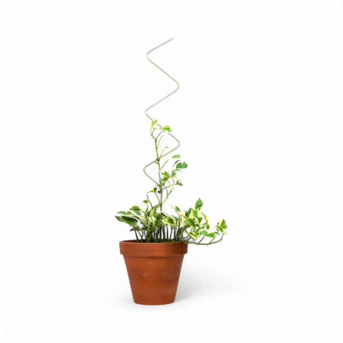 Golden Plant Stakes on white background.